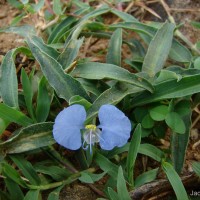 Commelina ensifolia R.Br.